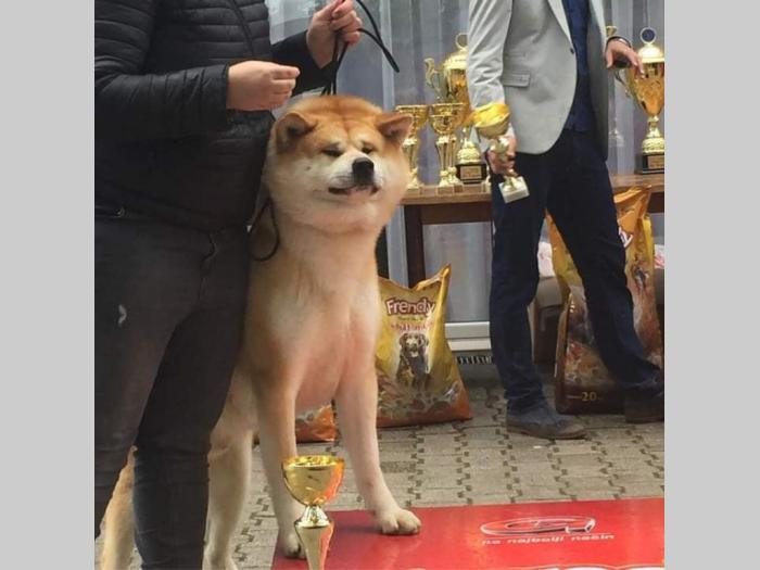 japanska akita mužjak besplatni mali oglasi