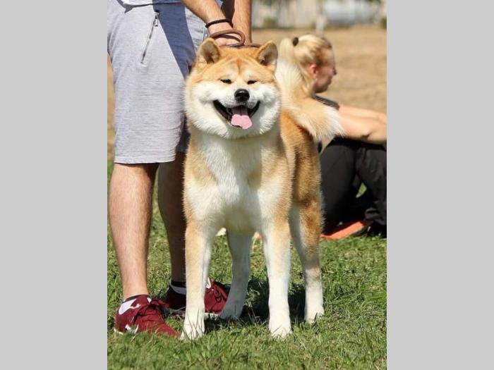 japanska akita mužjak besplatni mali oglasi