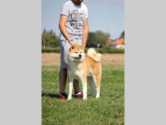 japanska akita mužjak besplatni mali oglasi