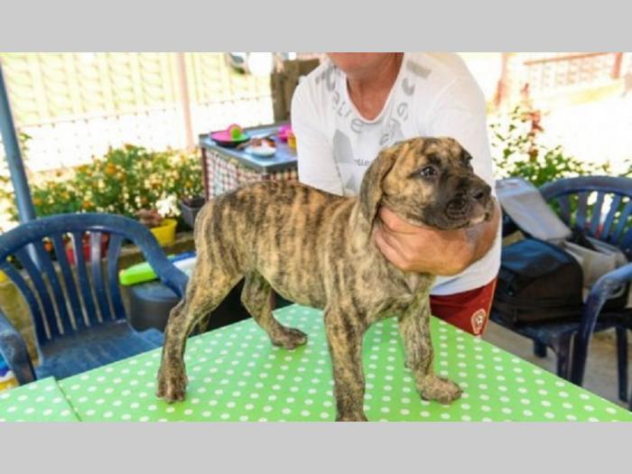 štenci rase dogo canario (presa canario) besplatni mali oglasi