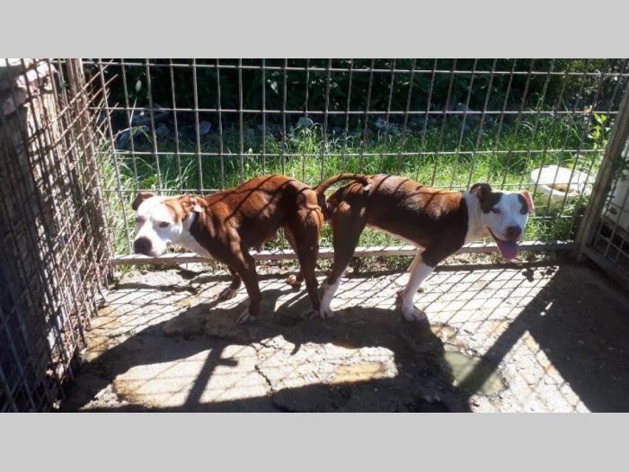 pit bull najava legla besplatni mali oglasi