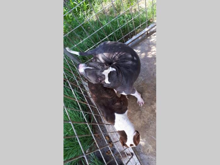 pit bull najava legla besplatni mali oglasi