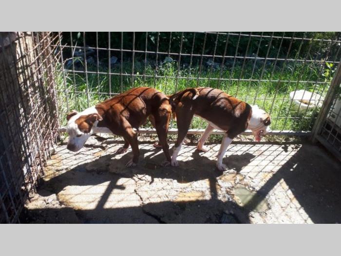 pit bull najava legla besplatni mali oglasi