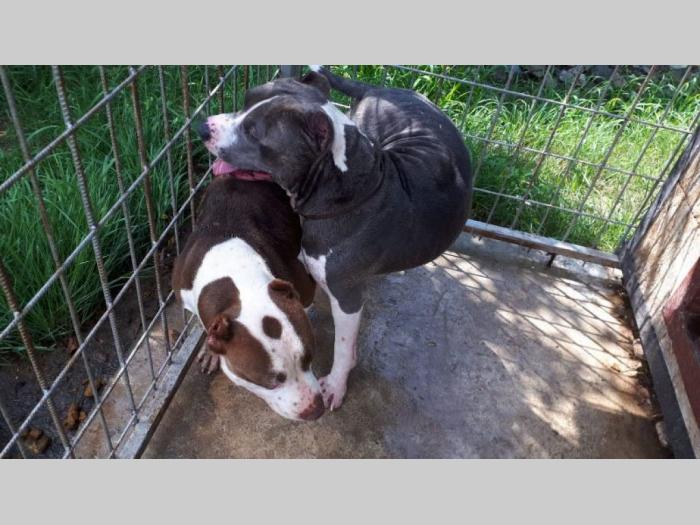 pit bull najava legla besplatni mali oglasi