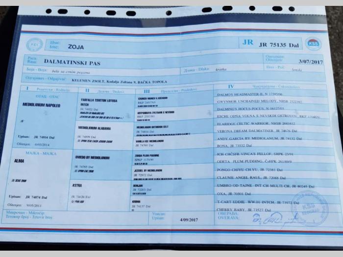 štenci dalmatinca vrhunskog porekla besplatni mali oglasi
