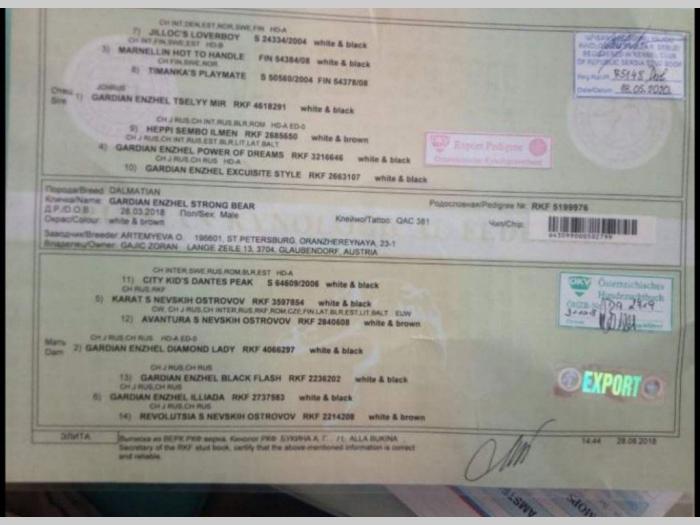 štenci dalmatinca vrhunskog porekla besplatni mali oglasi