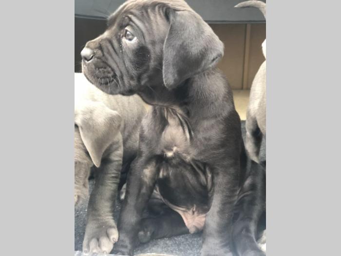 na prodaju štenci cane corso besplatni mali oglasi