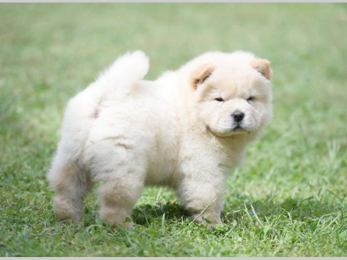 chow chow mužjak na prodaju besplatni mali oglasi