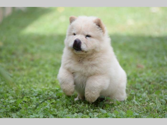 chow chow mužjak na prodaju besplatni mali oglasi