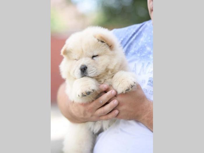 chow chow mužjak na prodaju besplatni mali oglasi