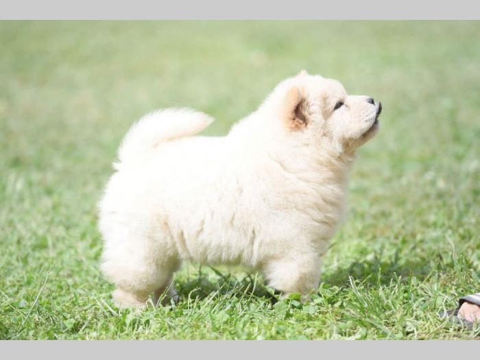 chow chow mužjak na prodaju besplatni mali oglasi