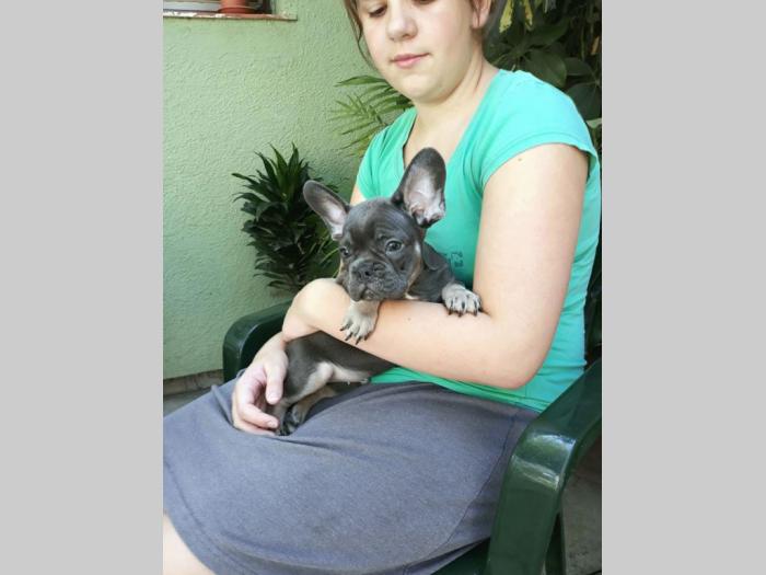 francuski buldog štene besplatni mali oglasi
