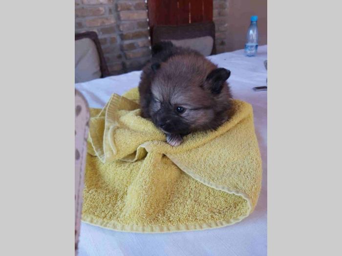 štenci pomeranca na prodaju (roditelji iz rusije) besplatni mali oglasi