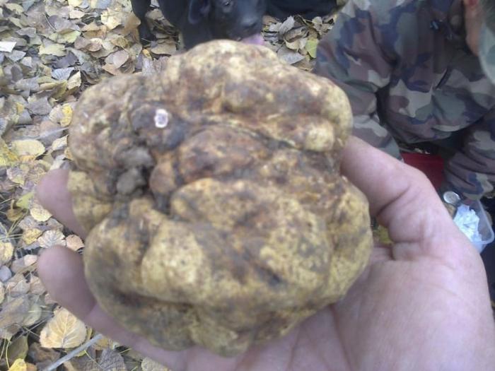 lagato romanjoli dresirani tartufari besplatni mali oglasi