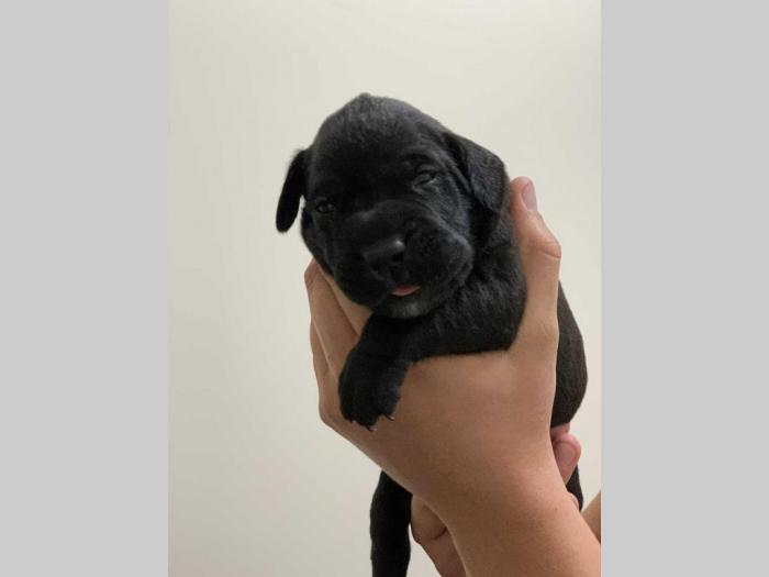 perro de presa de kamnar besplatni mali oglasi