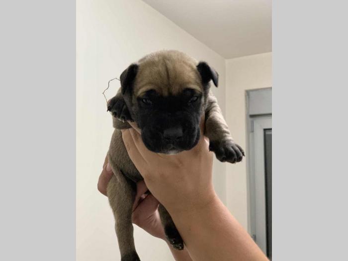perro de presa de kamnar besplatni mali oglasi