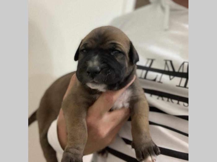 perro de presa de kamnar besplatni mali oglasi