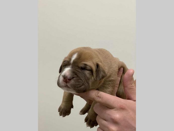 perro de presa de kamnar besplatni mali oglasi