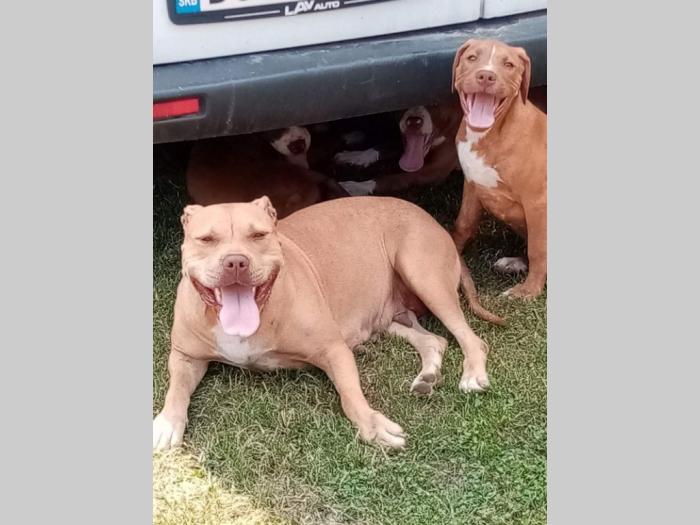pitbull štenci besplatni mali oglasi