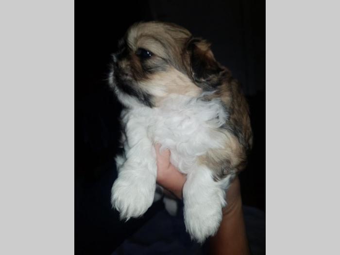 shi tzu prelepa ženkica besplatni mali oglasi
