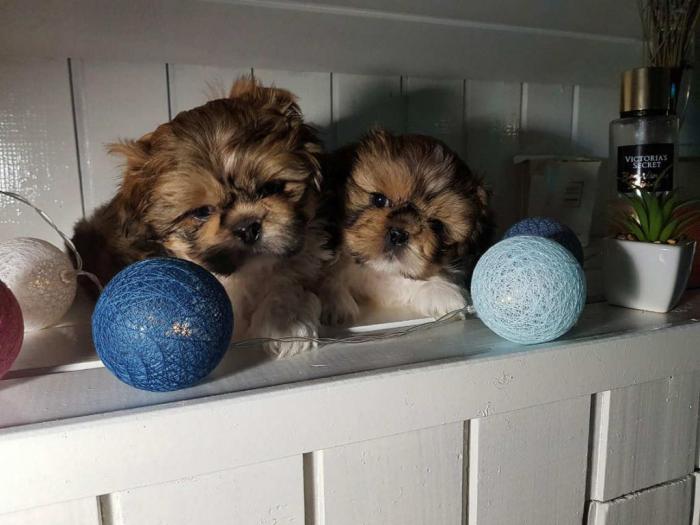 shi tzu prelepa ženkica besplatni mali oglasi