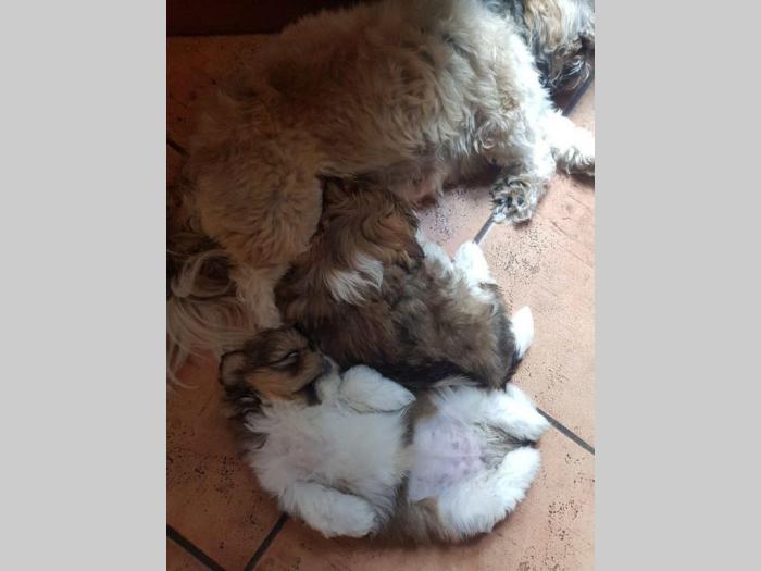 shi tzu prelepa ženkica besplatni mali oglasi