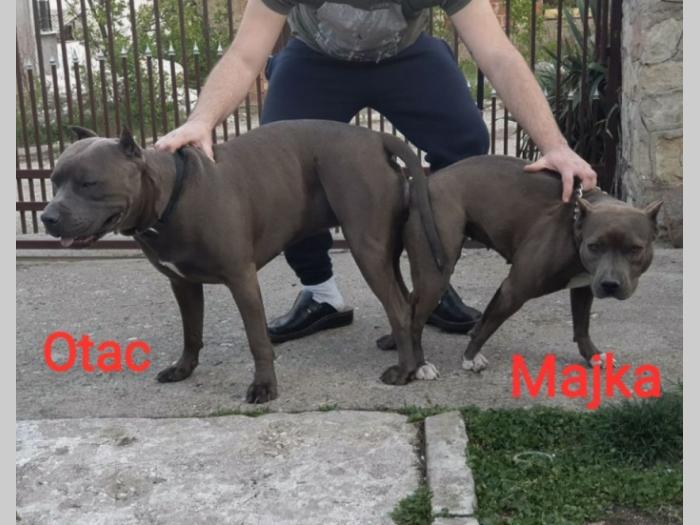 štenci pit bull blue nose na prodaju besplatni mali oglasi