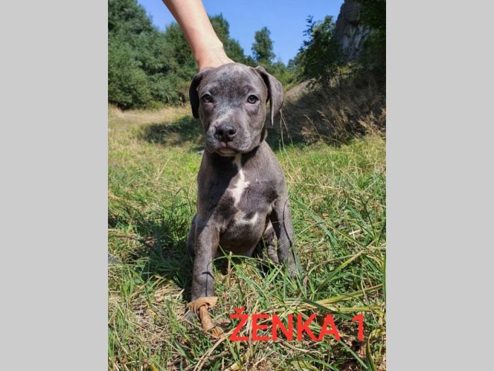 štenci pit bull blue nose na prodaju besplatni mali oglasi