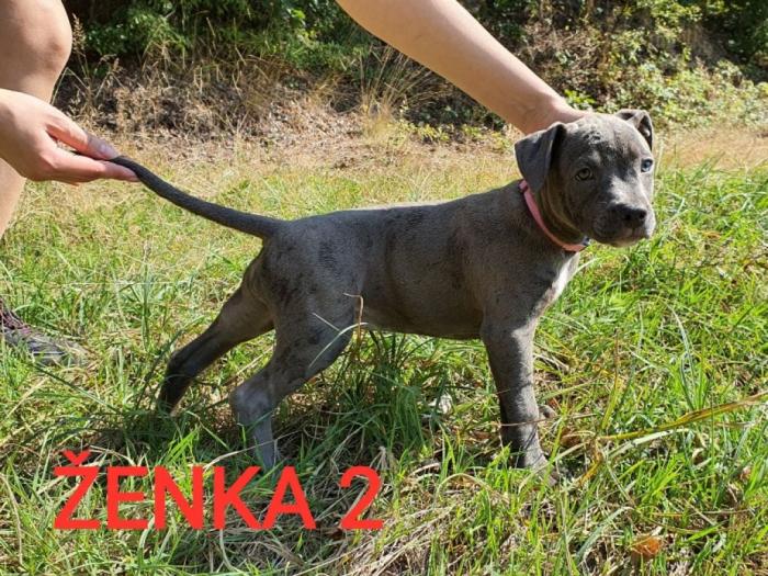 štenci pit bull blue nose na prodaju besplatni mali oglasi