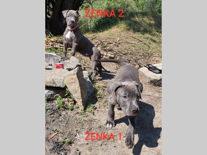 štenci pit bull blue nose na prodaju besplatni mali oglasi