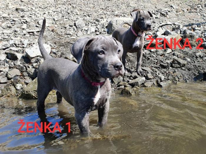 štenci pit bull blue nose na prodaju besplatni mali oglasi