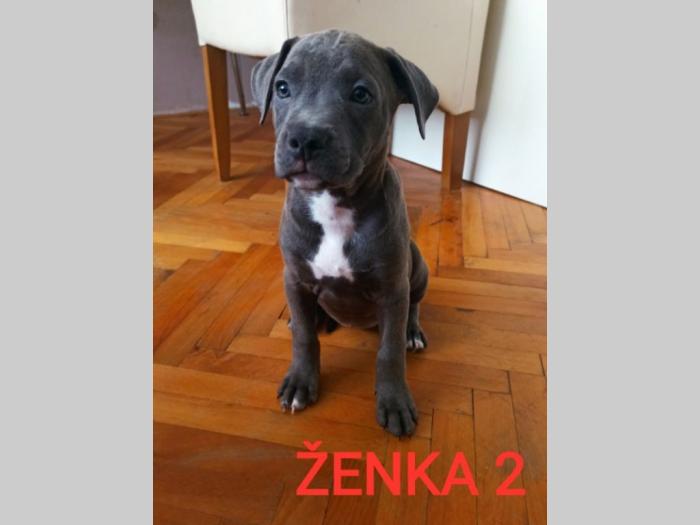 štenci pit bull blue nose na prodaju besplatni mali oglasi