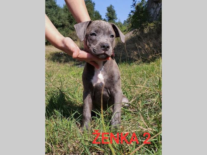 štenci pit bull blue nose na prodaju besplatni mali oglasi
