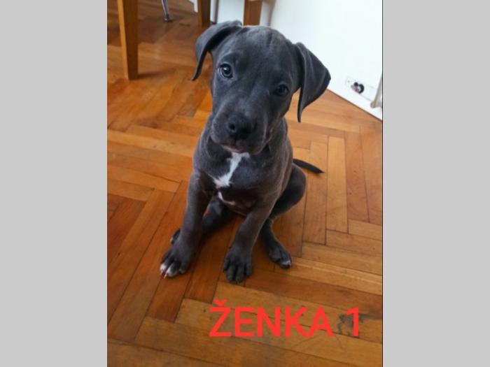 štenci pit bull blue nose na prodaju besplatni mali oglasi