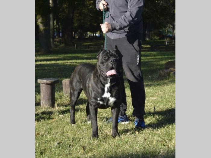 cane corso mužjak slobodan za parenje besplatni mali oglasi