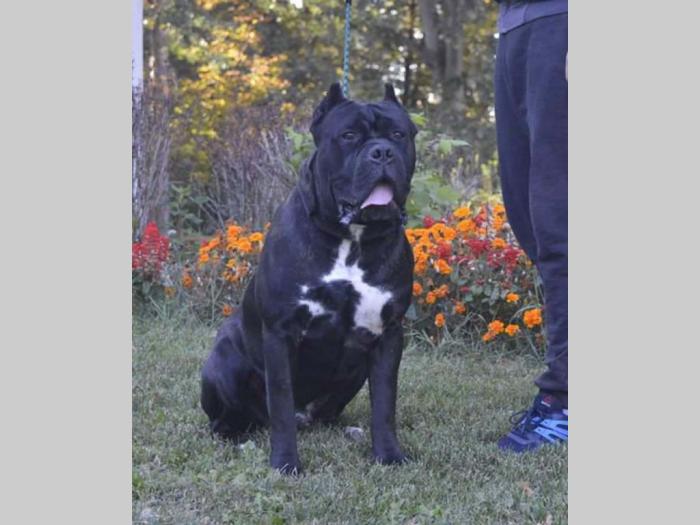cane corso mužjak slobodan za parenje besplatni mali oglasi