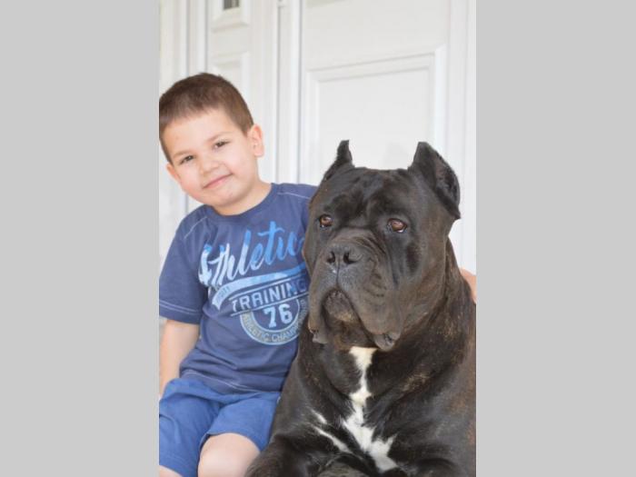 cane corso mužjak slobodan za parenje besplatni mali oglasi