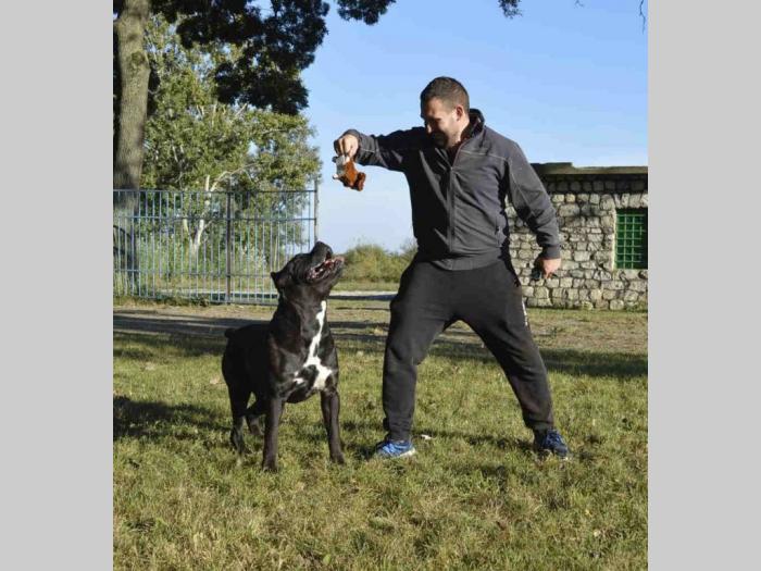 cane corso mužjak slobodan za parenje besplatni mali oglasi