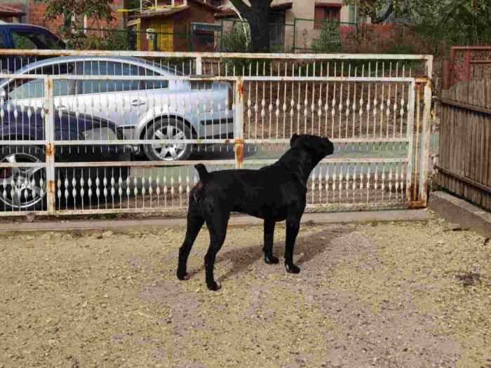 cane corso mužjak slobodan za parenje besplatni mali oglasi