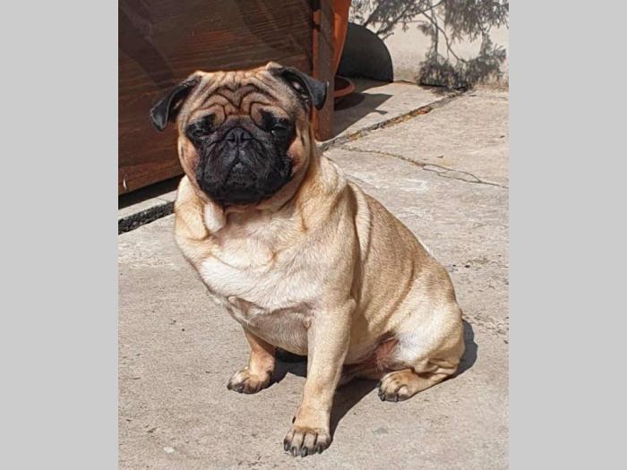 mops mužjak za parenje besplatni mali oglasi