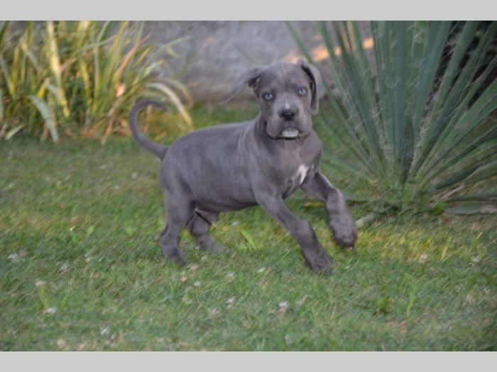 cane corso sivi štenci oba pola besplatni mali oglasi