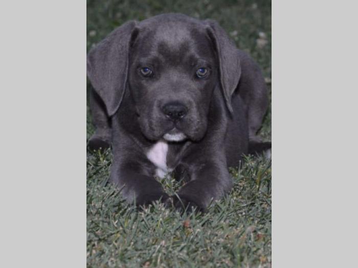 cane corso sivi štenci oba pola besplatni mali oglasi