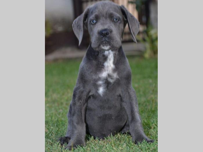 cane corso sivi štenci oba pola besplatni mali oglasi