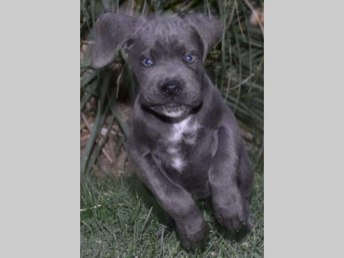 cane corso sivi štenci oba pola besplatni mali oglasi