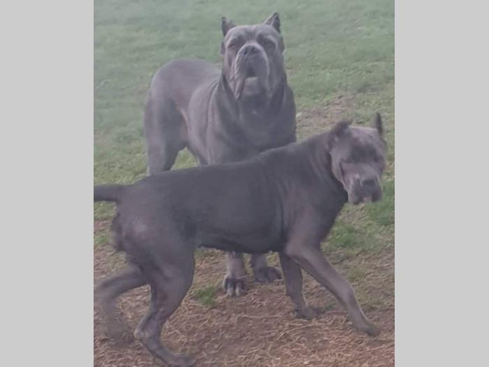 cane corso sivi štenci oba pola besplatni mali oglasi