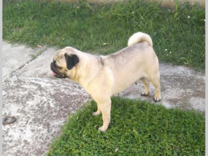 mops dve ženke za prodaju besplatni mali oglasi