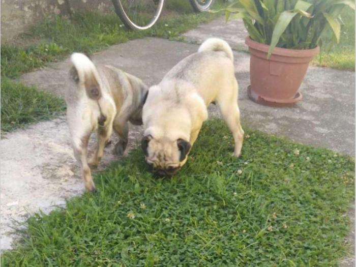 mops dve ženke za prodaju besplatni mali oglasi