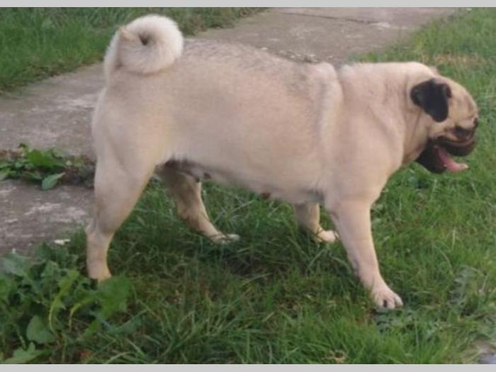 mops dve ženke za prodaju besplatni mali oglasi