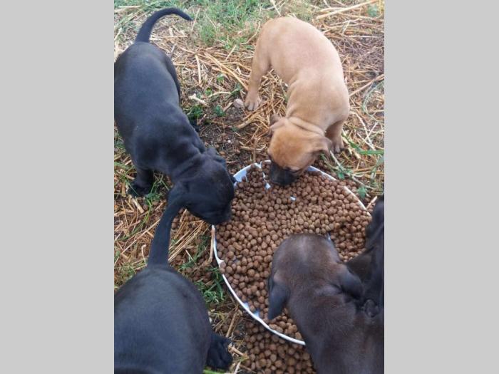 pit bul štenci na prodaju besplatni mali oglasi