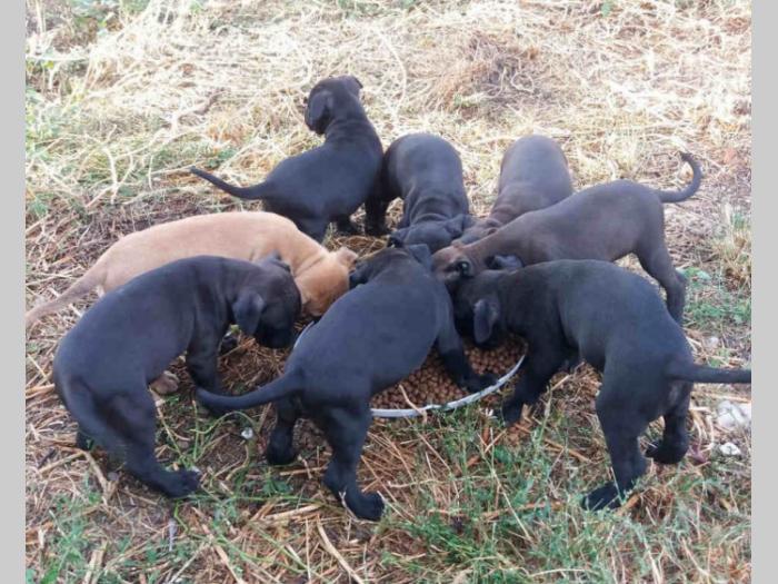 pit bul štenci na prodaju besplatni mali oglasi